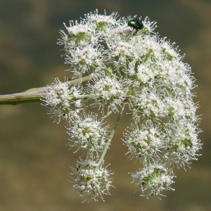 Photographie n°39604 du taxon Angelica sylvestris L. [1753]