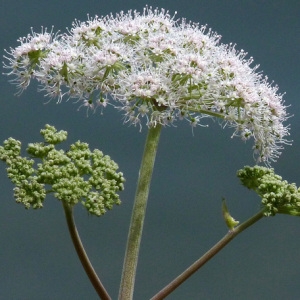 Photographie n°39605 du taxon Angelica sylvestris L. [1753]