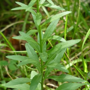 Photographie n°39607 du taxon Erysimum cheiranthoides L. [1753]