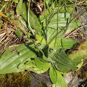 Photographie n°39611 du taxon Plantago media L.