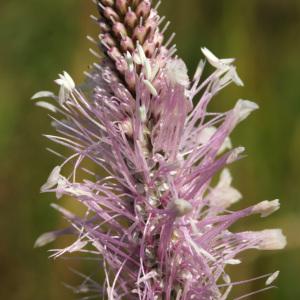 Photographie n°39614 du taxon Plantago media L.