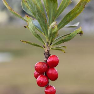 Photographie n°39618 du taxon Daphne mezereum L. [1753]