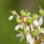  John De Vos - Filipendula ulmaria (L.) Maxim. [1879]