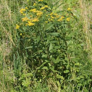 Photographie n°39637 du taxon Senecio ovatus (P.Gaertn., B.Mey. & Scherb.) Willd. [1803]