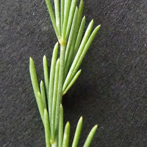 Photographie n°39643 du taxon Asparagus officinalis L. [1753]