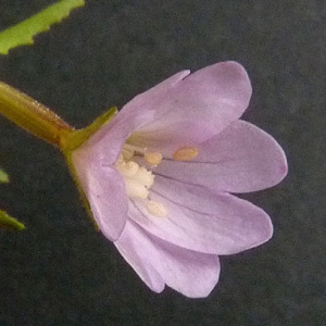 Photographie n°39645 du taxon Epilobium montanum L. [1753]