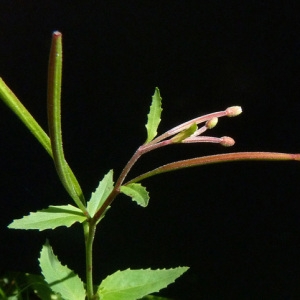 Photographie n°39647 du taxon Epilobium montanum L. [1753]