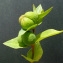 Bertrand BUI - Euphorbia lathyris L. [1753]