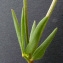  Bertrand BUI - Lotus corniculatus subsp. tenuis (Waldst. & Kit. ex Willd.) Berher [1887]