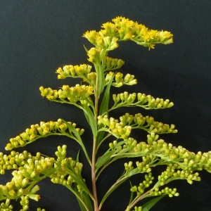 Photographie n°39664 du taxon Solidago gigantea Aiton [1789]