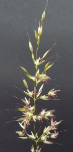 Bertrand BUI, le 25 juillet 2011 (Boissy-Saint-Léger (Forêt de Gros Bois))