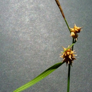 - Carex viridula Michx. [1803]