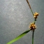  Bertrand BUI - Carex viridula Michx. [1803]