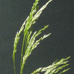 Deschampsia cespitosa subsp. alpicola Chrtek & V.Jirásek (Canche cespiteuse)