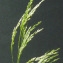  Bertrand BUI - Deschampsia cespitosa (L.) P.Beauv. [1812]