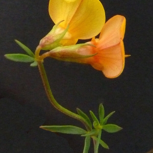  - Lotus corniculatus subsp. tenuis (Waldst. & Kit. ex Willd.) Berher [1887]