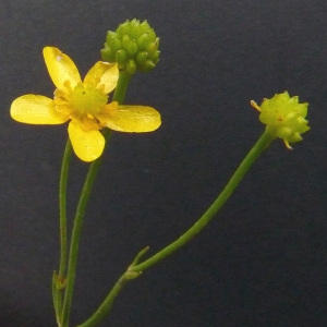 Photographie n°39681 du taxon Ranunculus flammula L. [1753]