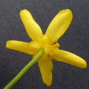 Photographie n°39684 du taxon Ranunculus flammula L. [1753]