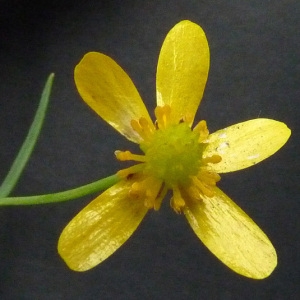 Photographie n°39685 du taxon Ranunculus flammula L. [1753]