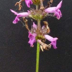 Photographie n°39694 du taxon Stachys officinalis (L.) Trévis. [1842]