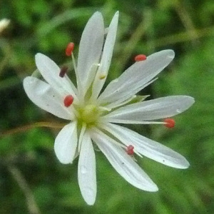 Photographie n°39698 du taxon Stellaria graminea L. [1753]