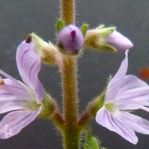 Photographie n°39699 du taxon Veronica officinalis L. [1753]