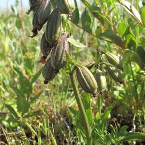 Photographie n°39701 du taxon Epipactis palustris (L.) Crantz [1769]