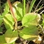  Marie  Portas - Pyrola rotundifolia subsp. maritima (Kenyon) E.F.Warb. [1952]