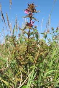 Marie  Portas, le  6 août 2011 (Saint-Quentin-en-Tourmont (Marquenterre))
