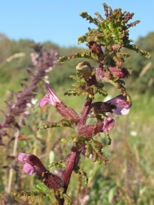 Marie  Portas, le  6 août 2011 (Saint-Quentin-en-Tourmont (Marquenterre))