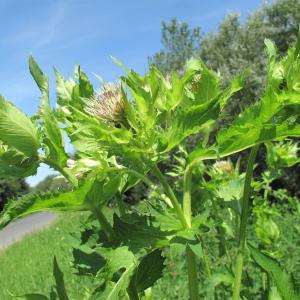 Photographie n°39714 du taxon Cirsium oleraceum (L.) Scop.