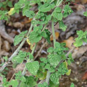 Photographie n°39718 du taxon Calamintha nepeta (L.) Savi [1798]