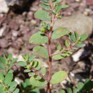 Photographie n°39719 du taxon Euphorbia prostrata Aiton