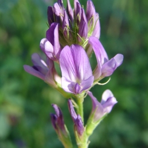 Photographie n°39722 du taxon Medicago sativa L. [1753]