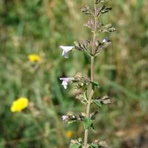 Photographie n°39728 du taxon Calamintha nepeta (L.) Savi [1798]