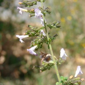 Photographie n°39730 du taxon Calamintha nepeta (L.) Savi [1798]