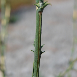 Photographie n°39733 du taxon Lactuca viminea (L.) J.Presl & C.Presl [1819]