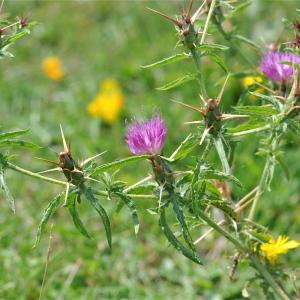 Photographie n°39735 du taxon Centaurea calcitrapa L. [1753]