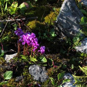 Photographie n°39740 du taxon Cyclamen purpurascens Mill. [1768]