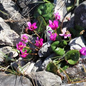 Photographie n°39744 du taxon Cyclamen purpurascens Mill. [1768]