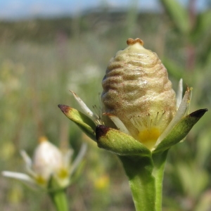 Photographie n°39746 du taxon Parnassia palustris L.