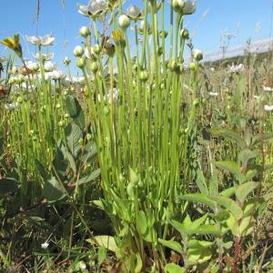 Photographie n°39747 du taxon Parnassia palustris L.