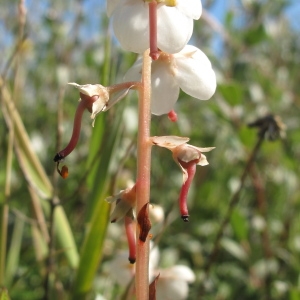 Photographie n°39748 du taxon Pyrola rotundifolia subsp. maritima (Kenyon) E.F.Warb. [1952]