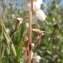  Marie  Portas - Pyrola rotundifolia subsp. maritima (Kenyon) E.F.Warb. [1952]