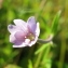  Marie  Portas - Epilobium palustre L. [1753]