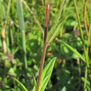  - Epilobium palustre L. [1753]