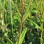  Marie  Portas - Epilobium palustre L. [1753]