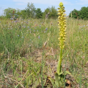 Photographie n°39774 du taxon Orchis anthropophora (L.) All. [1785]