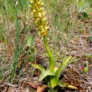 Photographie n°39776 du taxon Orchis anthropophora (L.) All. [1785]