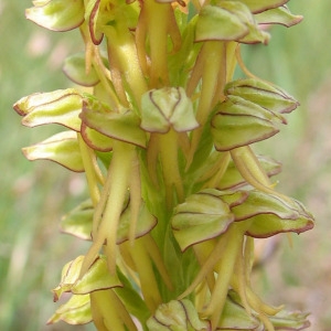 Photographie n°39777 du taxon Orchis anthropophora (L.) All. [1785]